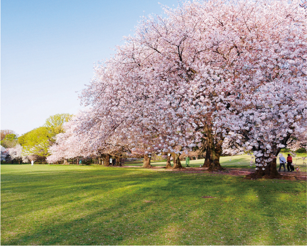 砧公園