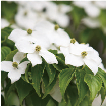 常緑ヤマボウシ