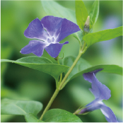 ビンカマジョール