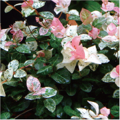 ハツユキカズラ