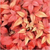 オタフクナンテン