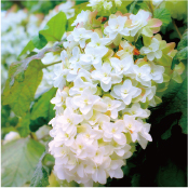 カシワバアジサイ