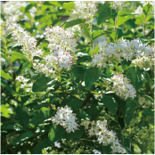 シルバープリペッド