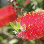 ボトルブラッシュ