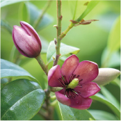 カラタネオガタマ