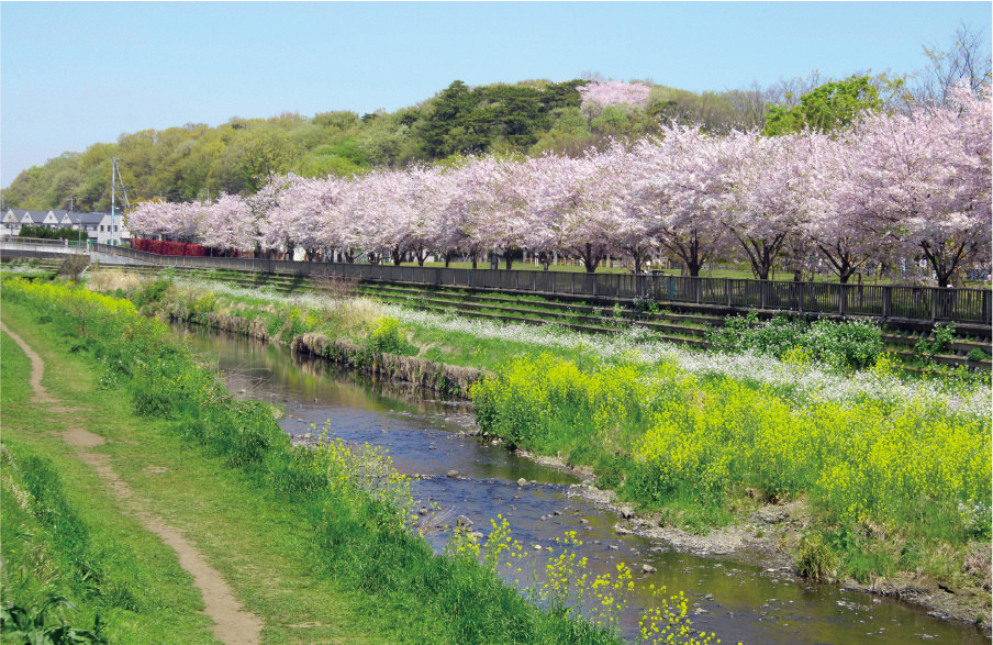 野川緑道
